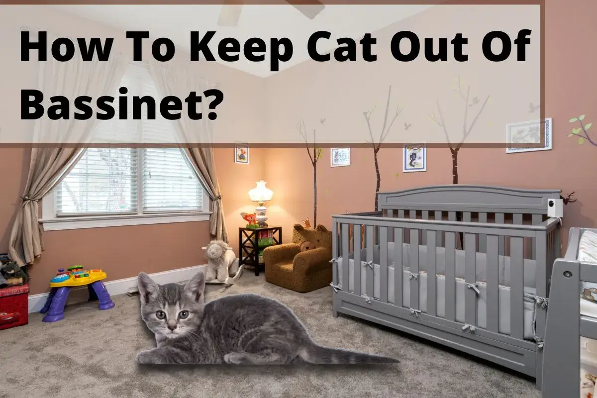 A cat is sitting beside the bassinet in a baby's room.